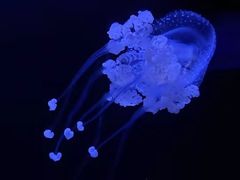 -香港海洋公园