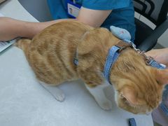 -中农国际动物医院24小时·猫科·骨科·急重症中心
