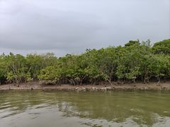 -东寨港红树林旅游区