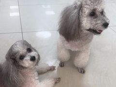 -美联众合动物医院·24h京西诊疗中心