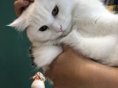 -飞行喵MR PILOT|猫舍·猫咖(静安大融城店)
