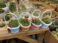 -双季花艺园艺市场(浦东店)