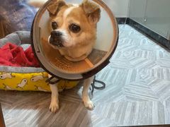 -宠物星动物医院·眼科·异宠·猫科(江南大道总院)