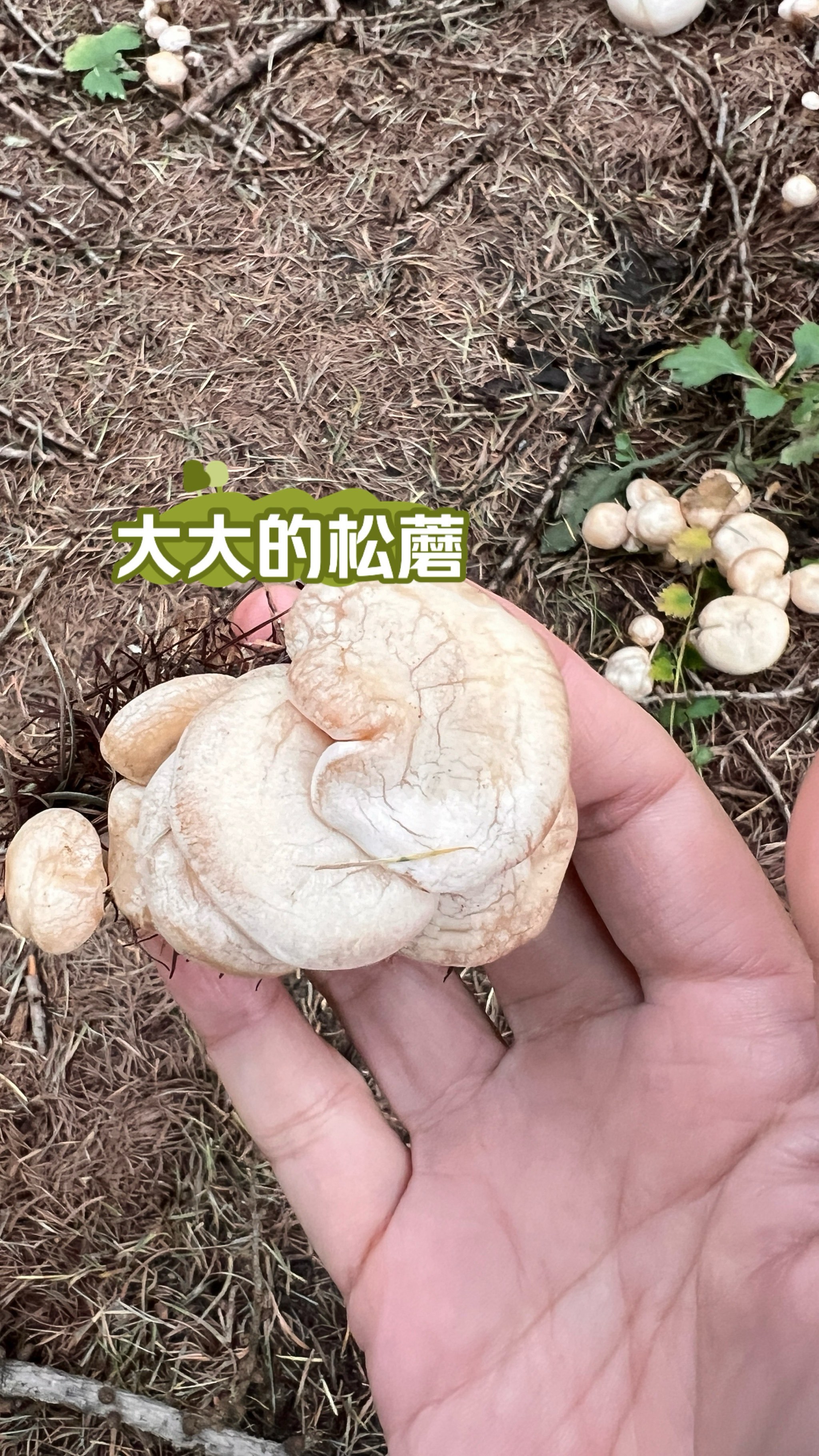 松蘑根本踩不完呐