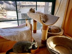 -猫小院猫主题咖啡厅(北锣店)