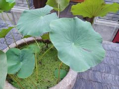 景观位-糖房咖啡(南锣鼓巷店)