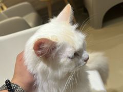 -藏猫猫咖啡主题馆(中央大道店)