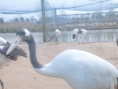 -盐城丹顶鹤湿地生态旅游区