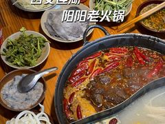 -阳阳老火锅(小南门店)