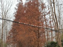 -合肥滨湖国家森林公园