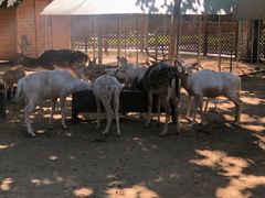 -石家庄市动物园