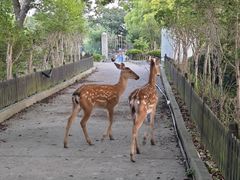 -不觉晓CAMPING(上海迪士尼营地店)