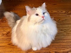 -老吴的猫·猫舍(新区店)
