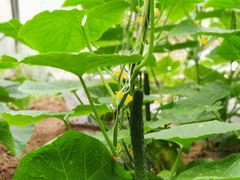 -万源龙顺度假庄园生态观光园