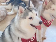 -Husky Go! 哈士奇体验馆·宠物咖啡厅狗咖