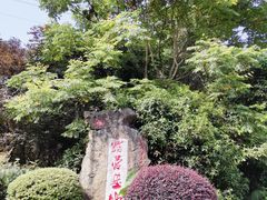 -铁山坪森林公园