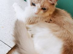 -飞行喵MR PILOT|猫舍·猫咖(静安大融城店)
