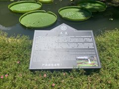 -西双版纳原始森林公园