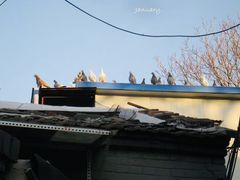 -百花深处胡同