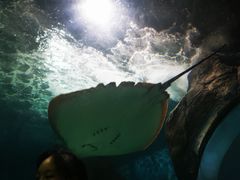 -苏州海洋馆