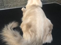 -子乐宠物医院