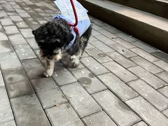 -伟伟宠物医院·CT影像中心·瑞派犬猫综合性门诊(汉口总院)
