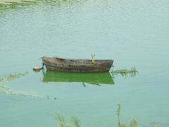 -合肥滨湖国家森林公园