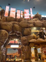 -卡通尼·Safari非洲探索乐园·生日会(金桥国际商业广场店)