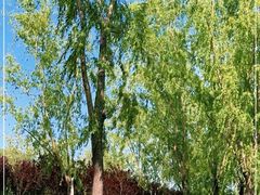 -永定河休闲森林公园