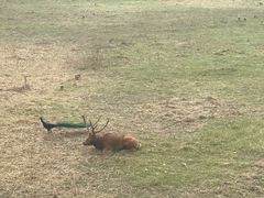 -北京麋鹿生态实验中心