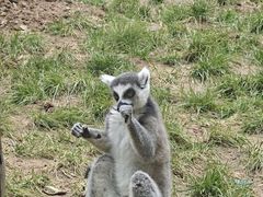 -石家庄市动物园