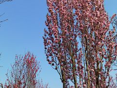 -南汇桃花村