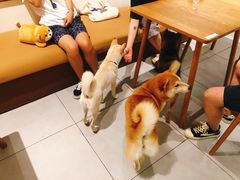-柴务处·柴犬主题狗咖