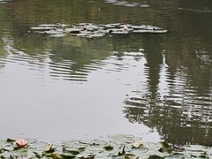 -洛阳市隋唐城遗址植物园
