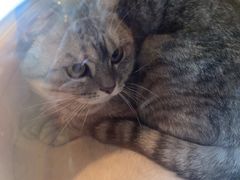 -嘉馨宠物医院·CT影像转诊·心脏科·犬猫全科诊疗中心(下沙大学城院区)