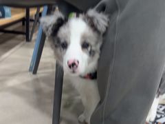 -佳雯宠物医院·皮肤科·内外科(春晓路分院)