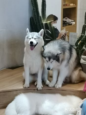 爱琴海购物公园の撸狗之旅