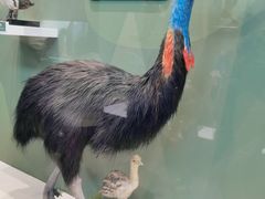 -国家自然博物馆