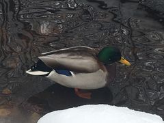 -北海道厅旧本厅舍(旧本庁舎)