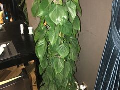 -梧桐花园餐厅(新城店)