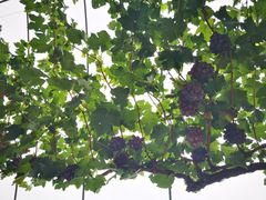 -金谷域澳洲庄园