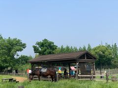 -田园东方蜜桃村的田野营地