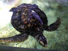 -福州罗源湾海洋世界旅游区