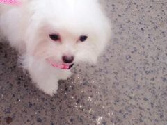 -康旭宠物医院(郑州总院)