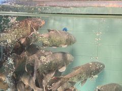 -贺庄·活鱼馆(珠吉路店)