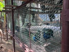 -西双版纳原始森林公园