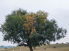 -塞罕坝国家级自然保护区