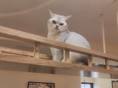 -滚猫咖啡·猫咖·猫友好撸猫(未来城店)