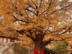-遵化市禅林寺古银杏风景园
