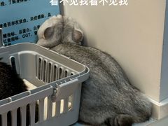 -御宝贝·A梦猫科宠物医院(国际猫友好医院)